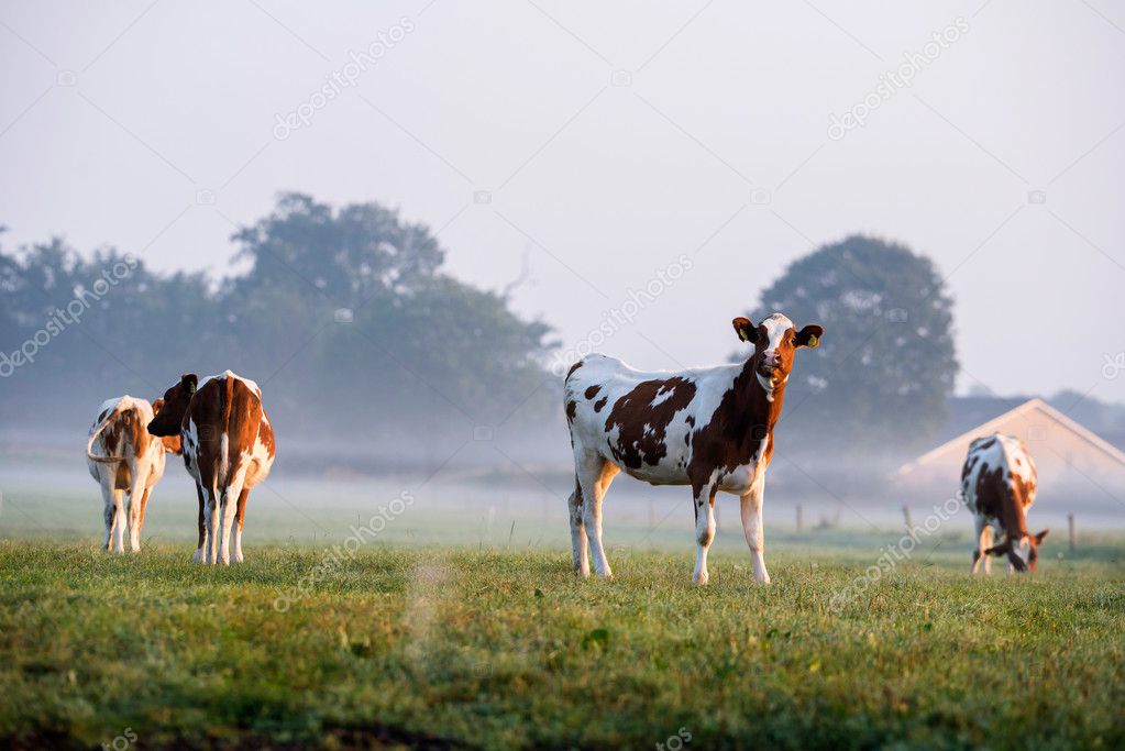 Young cattle in misty farmland