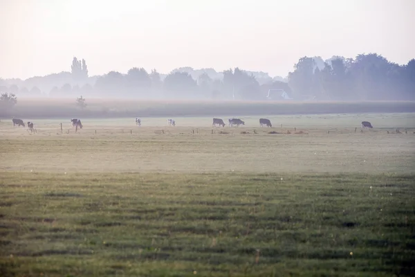 Vaches pâturant au matin brumeux — Photo