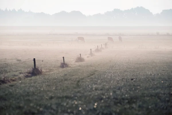 Grazende koeien in de ochtend mist — Stockfoto