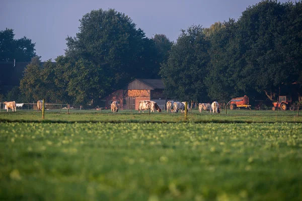 Pasoucí se krávy v holandské zemědělské půdy — Stock fotografie