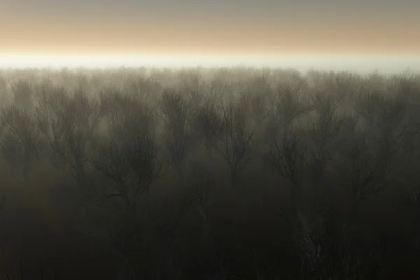 光秃秃的森林在雾中 — 图库照片