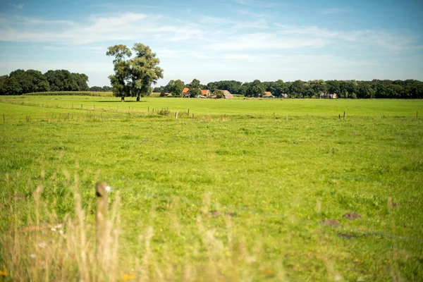 Holländische Sommerlandschaft mit Bauernhof — Stockfoto