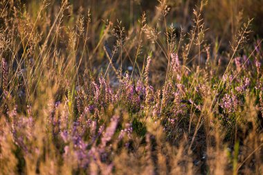 Heather çalılar arasında sarı çim