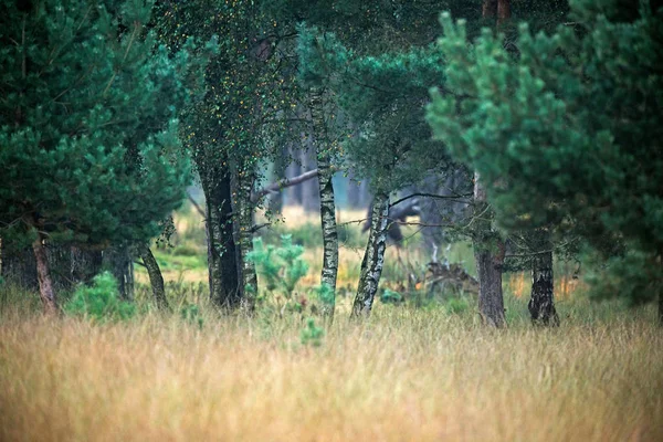 Birken mit Herbstblättern im gelben Gras — Stockfoto