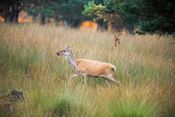 Ciervo rojo hembra caminando en hierba — Foto de Stock