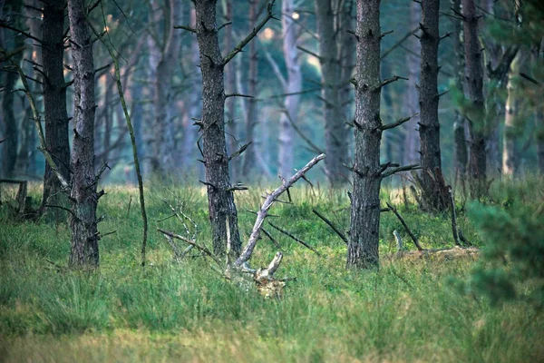Οι κορμοί των δέντρων πεύκων στο δάσος — Φωτογραφία Αρχείου
