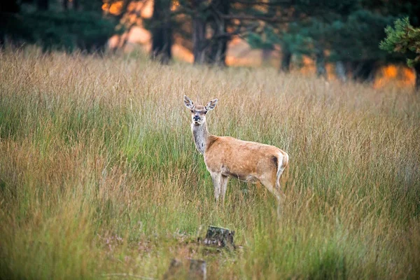 Uyarı kadın Kızıl geyik — Stok fotoğraf
