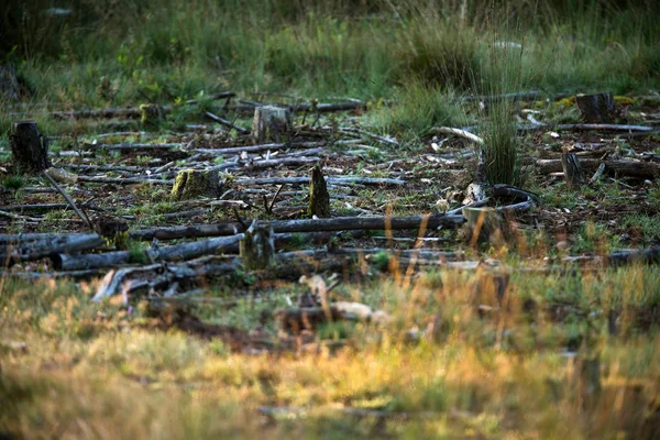 Stukken dood hout liggen in het gras — Stockfoto
