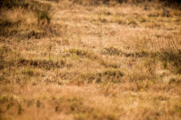 Lames longues d'herbe dans le champ — Photo