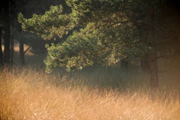 Äste von Kiefern und hohem Gras — Stockfoto