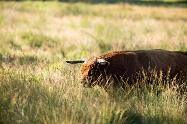 Highlander cow standing in long grass — Stock Photo, Image