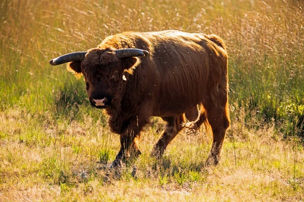 Mucca Highlander che cammina sul campo — Foto Stock