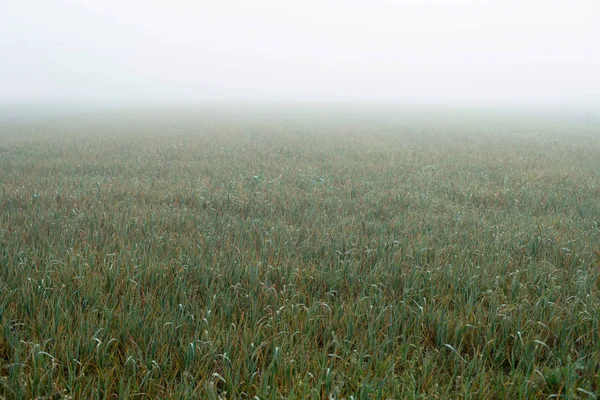 Campo d'erba in nebbia densa — Foto Stock