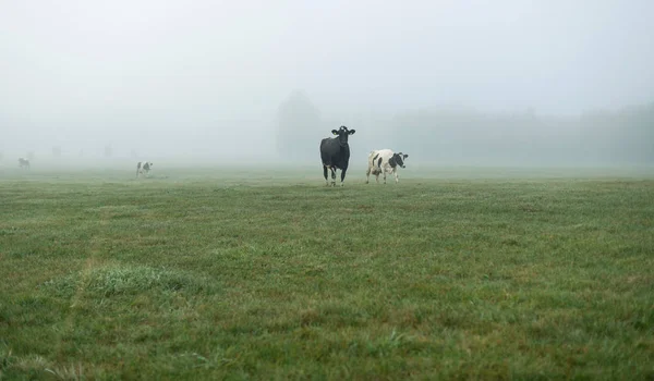 Vaches dans la prairie dans la brume — Photo