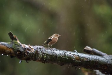 Şube kadın ortak ispinoz üzerinde tıraşlama ıslak 