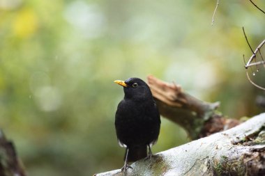 Ortak Blackbird erkek ıslak dalı