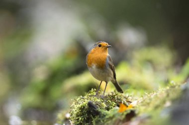 Avrupa robin yosunlu ağaç gövdesinde oturan 