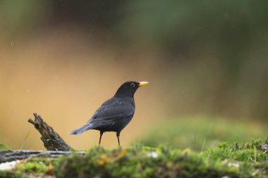 Erkek ortak blackbird tıraşlama