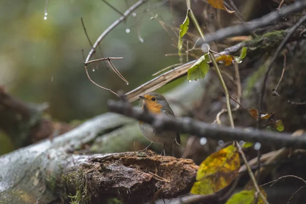 欧洲知更鸟栖息在潮湿的树枝上 — 图库照片