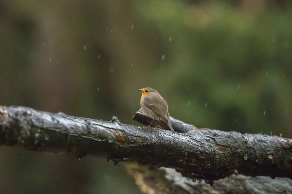 Robin europeo in piedi su ramo bagnato — Foto Stock