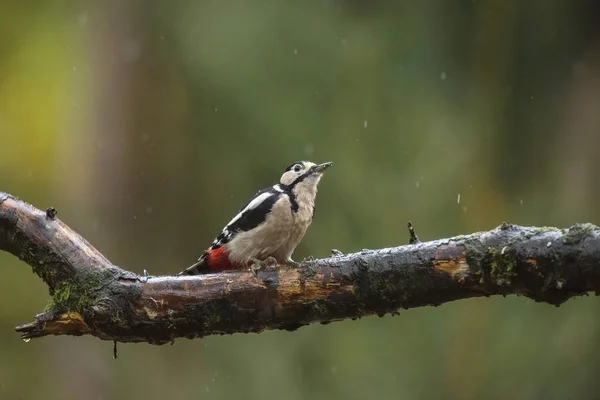 Great Spotted Woodpecker — Stock Photo, Image