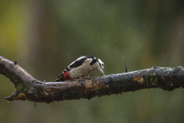 Great Spotted woodpecker — Stock Photo, Image