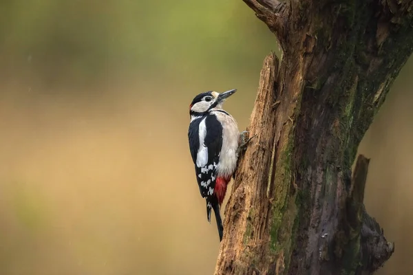 Great Spotted Woodpecker — Stock Photo, Image