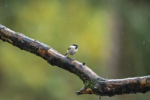 Marsh tit perching on wet branch — Stock Photo, Image