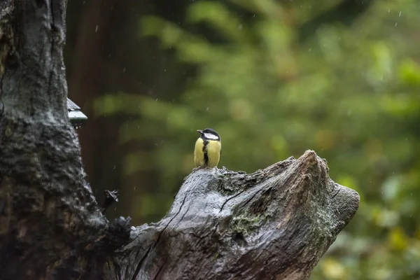 Great Tit posado en tronco de árbol húmedo —  Fotos de Stock