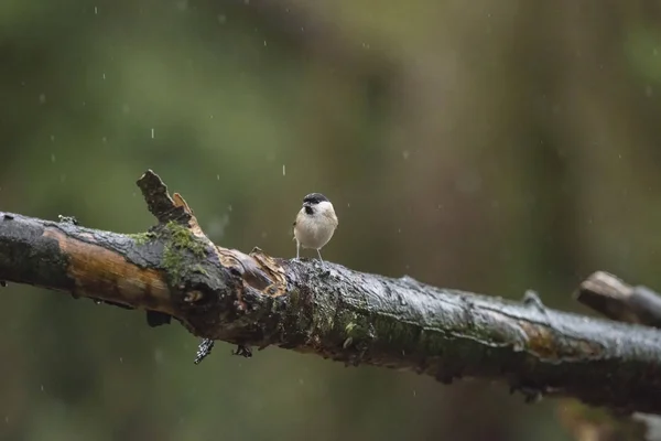 Bagno Sikora perching na mokrej gałęzi — Zdjęcie stockowe