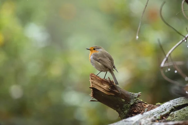 Rotkehlchen hockt auf Baumstumpf — Stockfoto