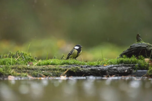 Great Tit standing on mossy ground — Stock Photo, Image