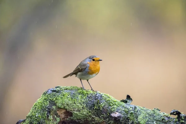 Europeo Robin encaramado en rama musgosa — Foto de Stock