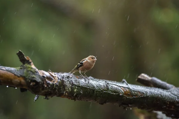 Brochet commun femelle perché sur branche mouillée — Photo