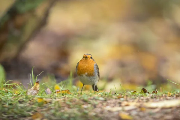 European robin perching on forest ground — Stock Photo, Image