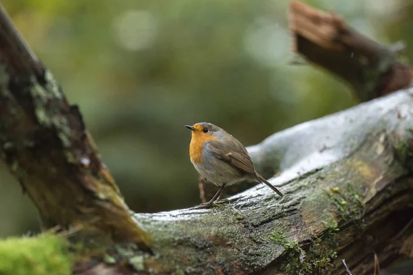 Europeo Robin sentado en rama musgosa — Foto de Stock