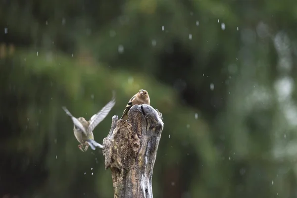 İki mücadele ortak chaffinches — Stok fotoğraf