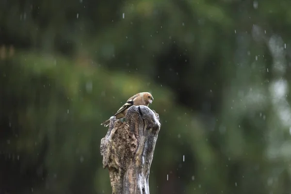 Common chaffinch feeding on tree trunk — Stock Photo, Image