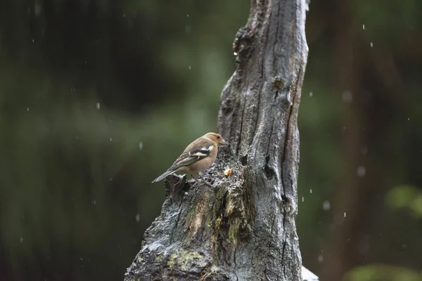 Foraggiamento di fringuelli comuni sul tronco d'albero — Foto Stock