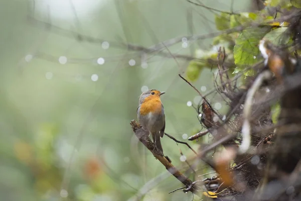 Pettirosso europeo appollaiato su ramoscello — Foto Stock