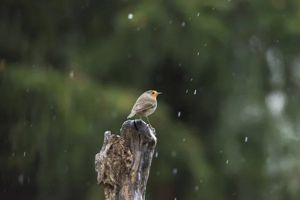 European Robin perching on tree trunk — Stock Photo, Image