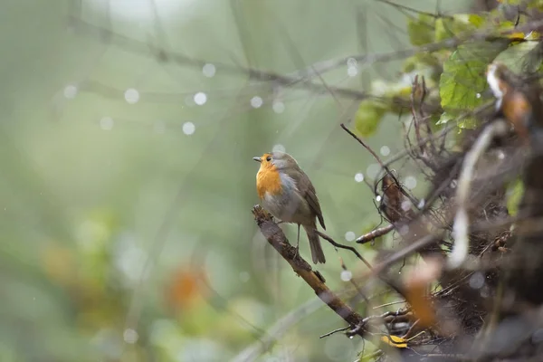 小枝の上に腰掛けてヨーロッパコマドリ — ストック写真