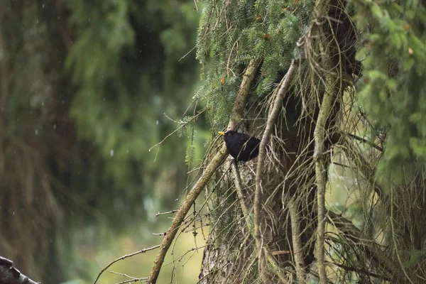 Male common blackbird