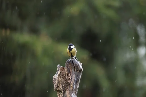 在湿的树桩上坐着的大山雀 — 图库照片