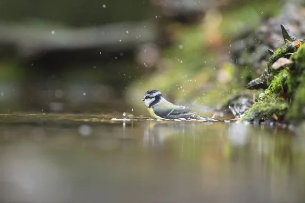 Blue Tit se baignant dans un étang forestier — Photo