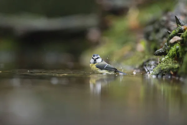 Blue Tit se baignant dans un étang forestier — Photo