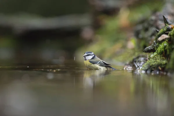 Blue Tit balneazione in stagno foresta — Foto Stock