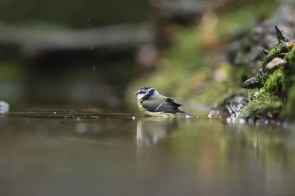 蓝雀沐浴在森林池塘 — 图库照片