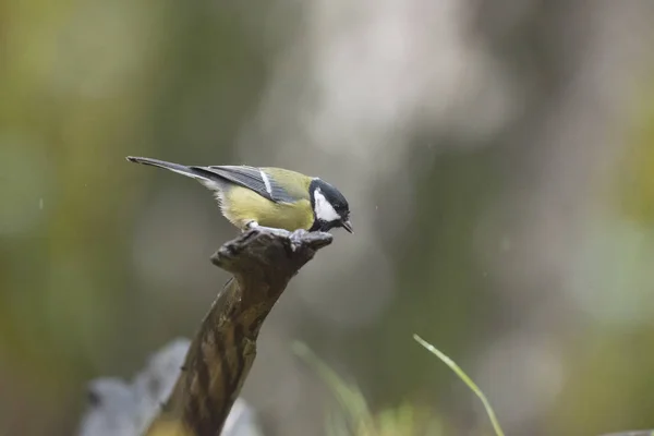 Great tit perched on piece of dead wood — Stock Photo, Image