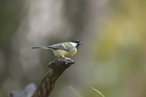 Great tit perched on piece of dead wood — Stock Photo, Image